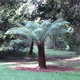 Helecho arborescente